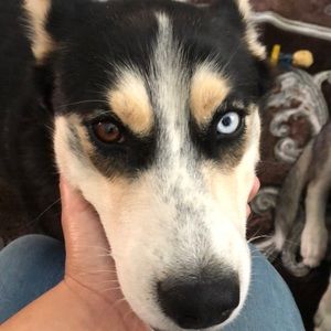 Meet your Posher, Samantha